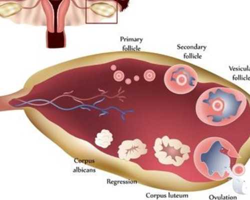 试管有些人为什么不用降调？这几种情况不降调直接进周？