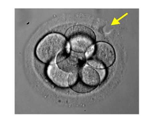 经期性生活的利弊:揭秘你不知道的秘密