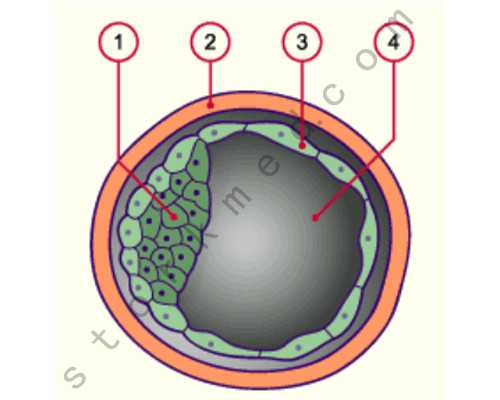 揭秘子宫肌瘤的神秘面纱：五大症状